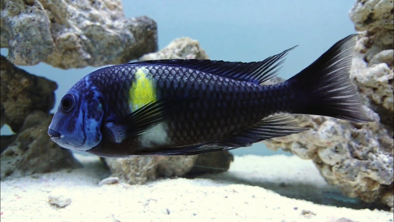 Tropheus Duboisi Cichlid adult male Lake Tanganyika