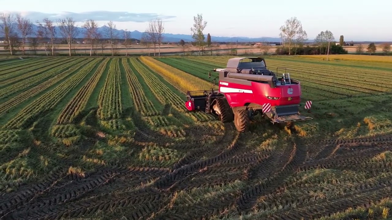 Raccolta riso Vercelli