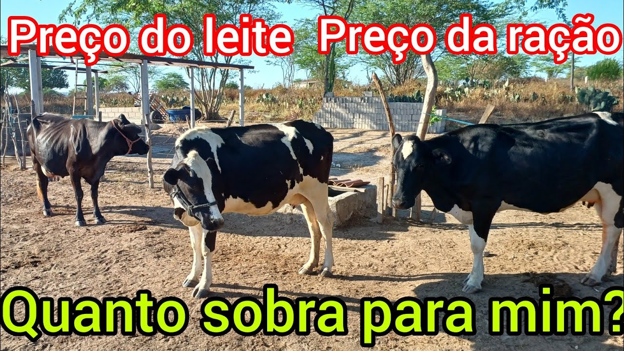 Meu lucro com 24 litros de leite por dia.  bora cuida