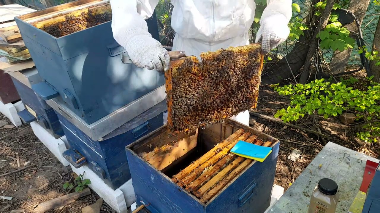 Metoda de a preveni roirea , extinderea cuibului , folosirea ramei oarbe , tratamente