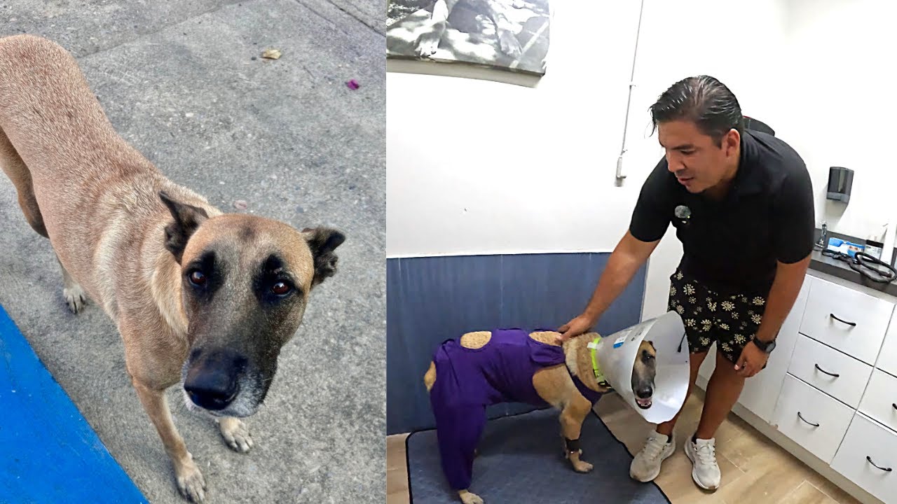 Heartbreaking Rescue to Happy Ending: Watch This Dog’s Transformation!