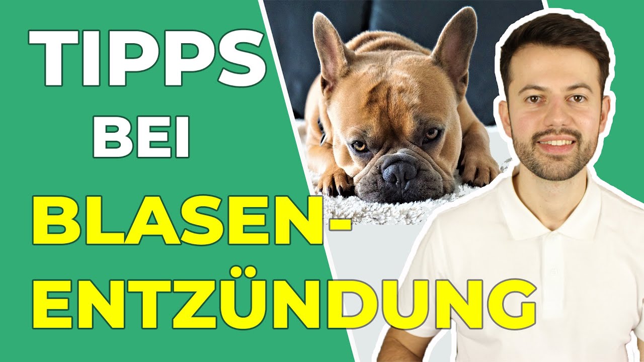 Blasenentzündung beim Hund: erkennen und richtig handeln!