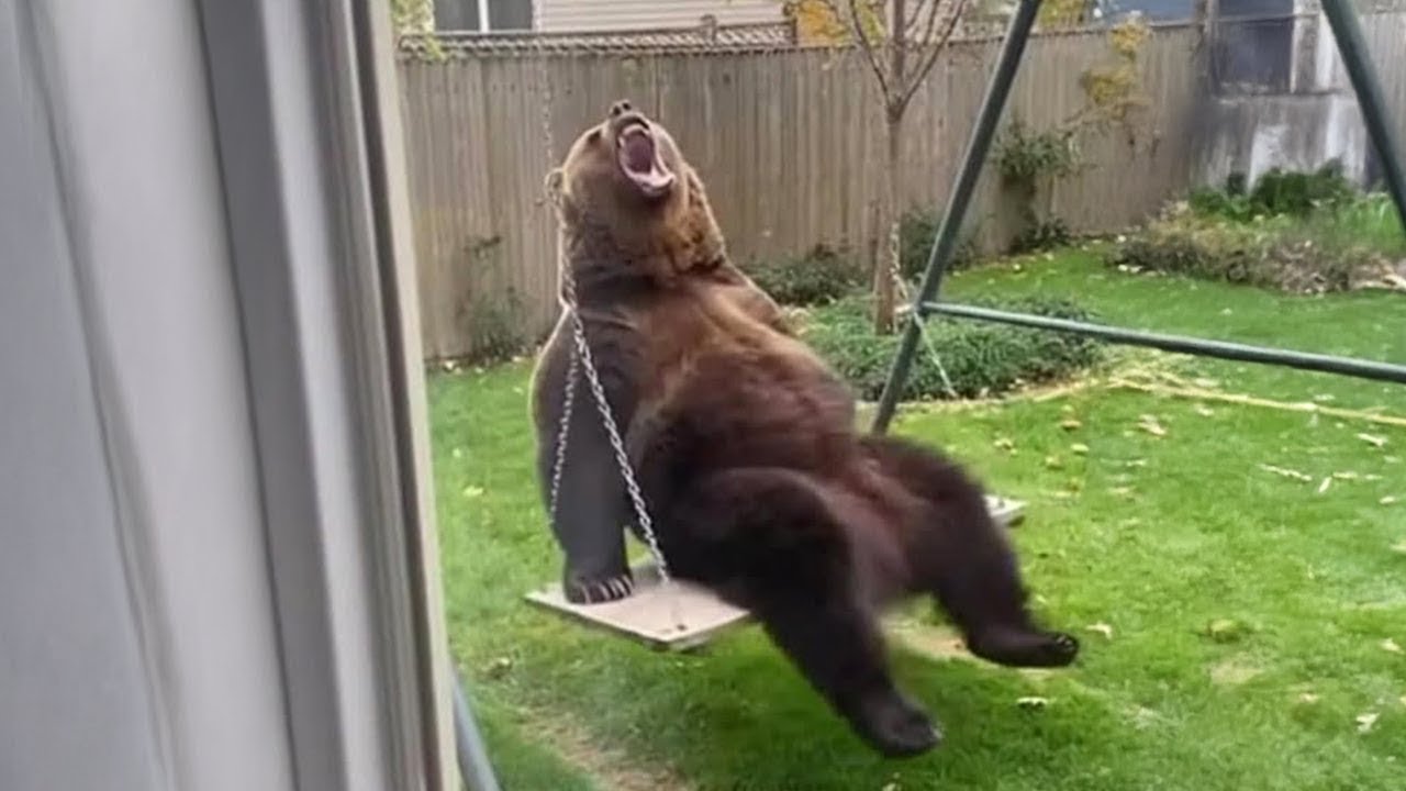 The Funniest ANIMALS of 2026 So Far 😂 NEW Funny Animal Videos
