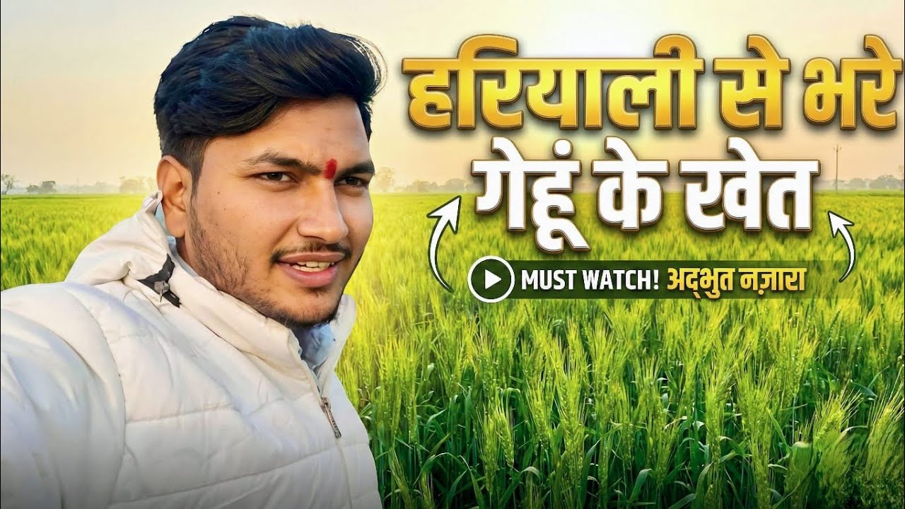 हरियाली से भरे गेहूं के खेत 🌾🌾 | Green Wheat Fields Village Vlog #villagelife