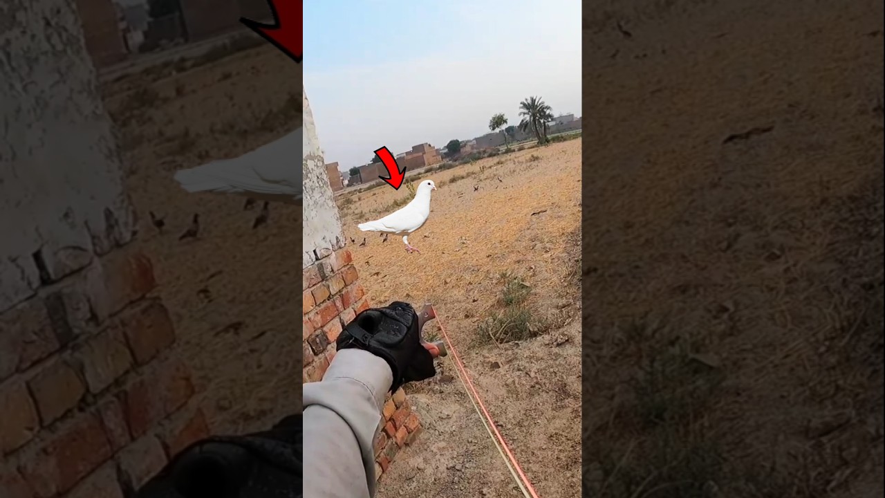 Outstanding 🔥 wild pigeon hunting with slingshot #hunting #slingshothunting #shorts #viralshort
