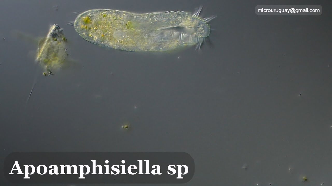 Ya sabemos el nombre del ciliado que filmamos en el lago de las canteras del Parque Rodó !