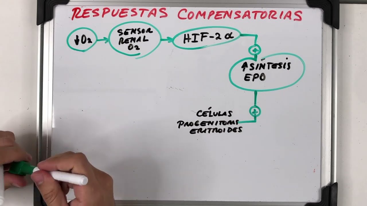ANEMIA: FUNDAMENTOS