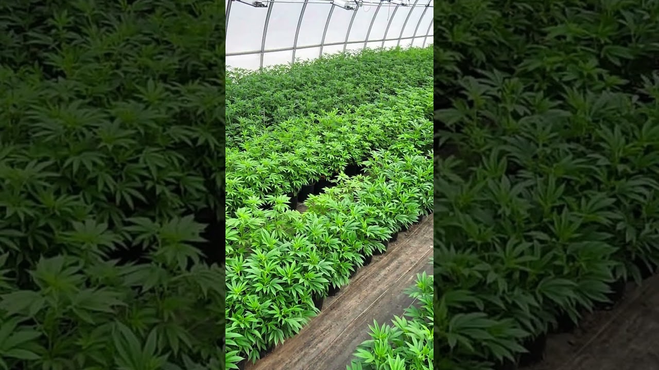 What Happens Inside a Giant Greenhouse Full of Cannabis Plants?