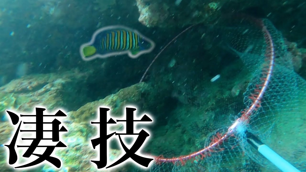 華やかな海水魚がまんまと網に突っ込む瞬間！！！【ニシキヤッコを海水魚採集】