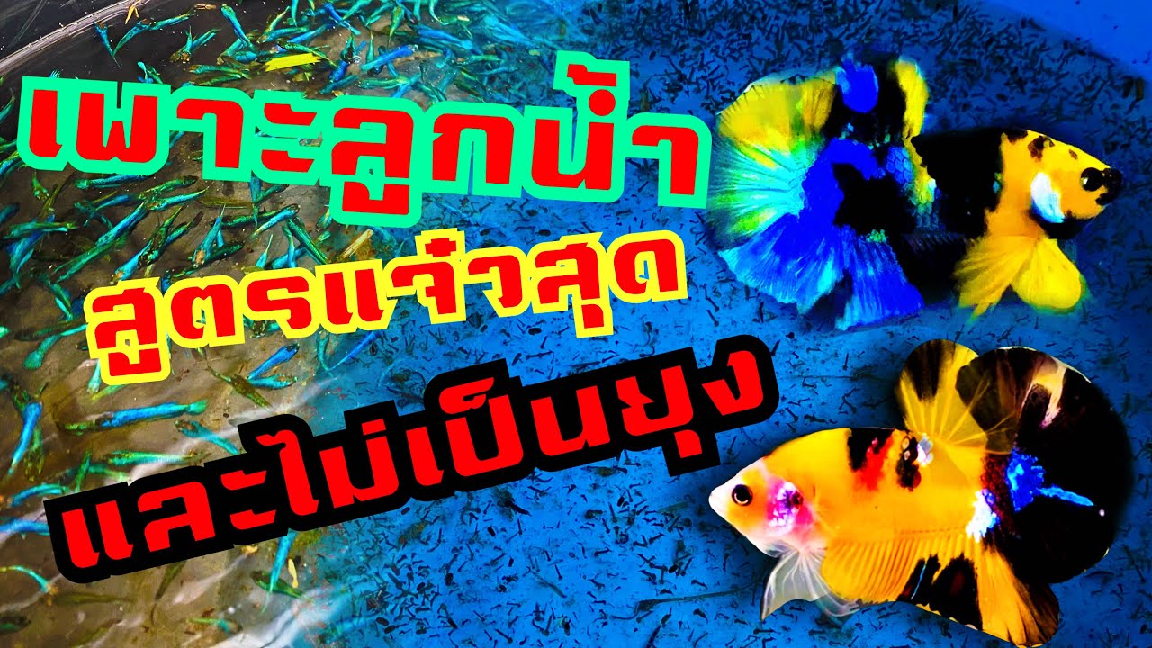 หลักการเพาะลูกน้ำให้ได้เยอะ ตัวสวย ปลาโตไว และต้องไม่มียุง !