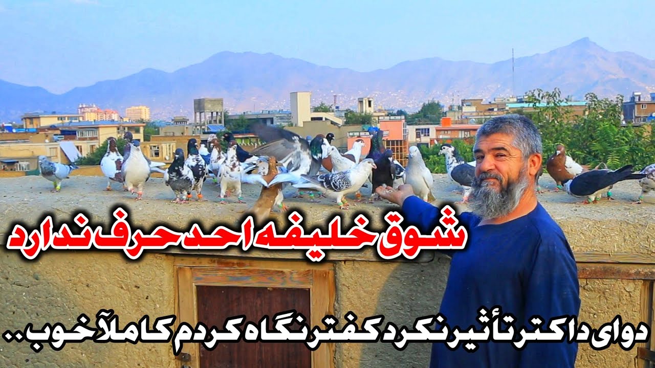شوق استاد احد حرف ندارد | شوق کفتر باعث از بین رفتن تکلیف قلبی شد | Dove game with Ustad Ahad Kabul