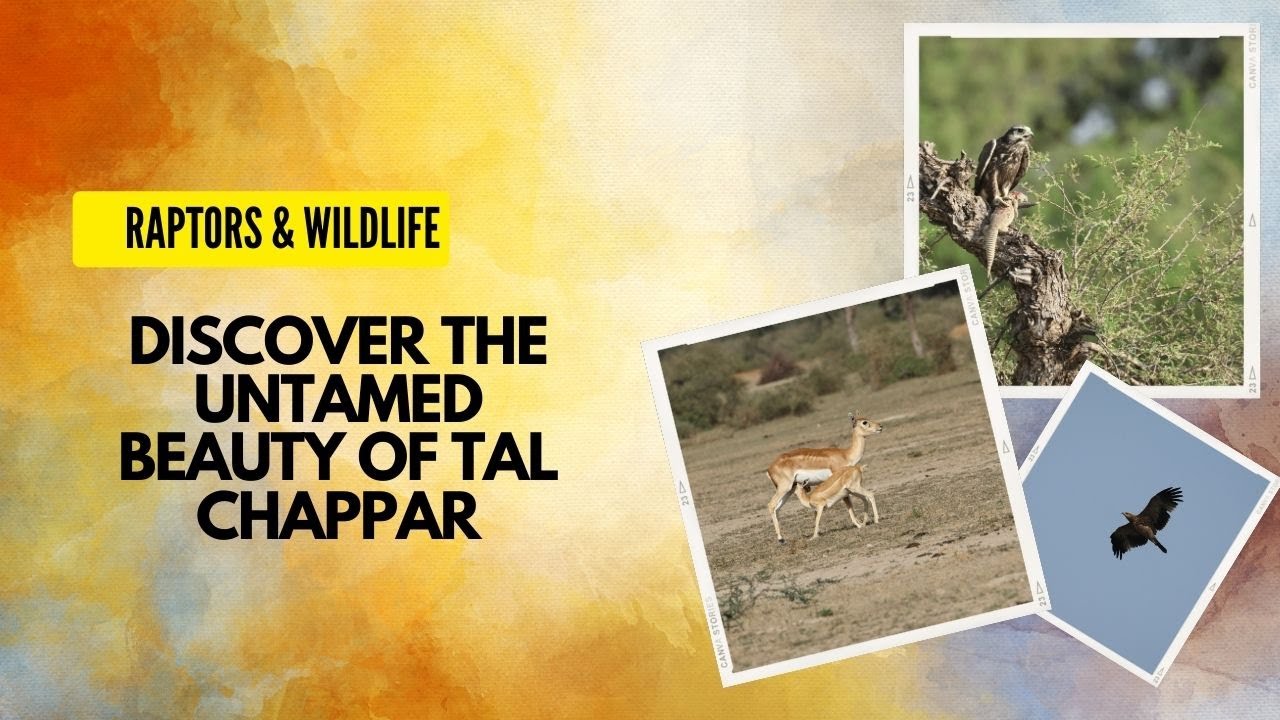 Beauty of Tal Chappar: A Mesmerizing Encounter with Raptors with kill and Black Buck