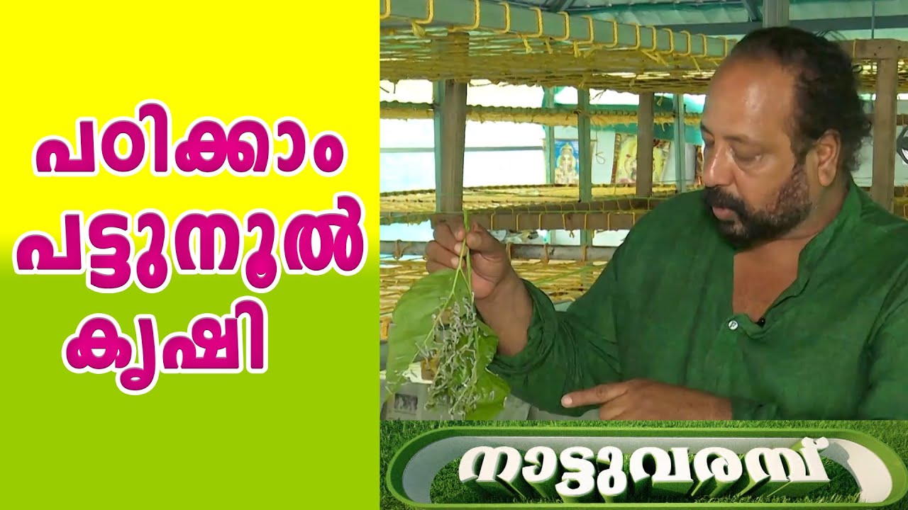 SILK WORM FARMING KERALA ( പഠിക്കാം പട്ടുനൂൽ കൃഷി ) l NATTUVARAMBU l JANAM TV