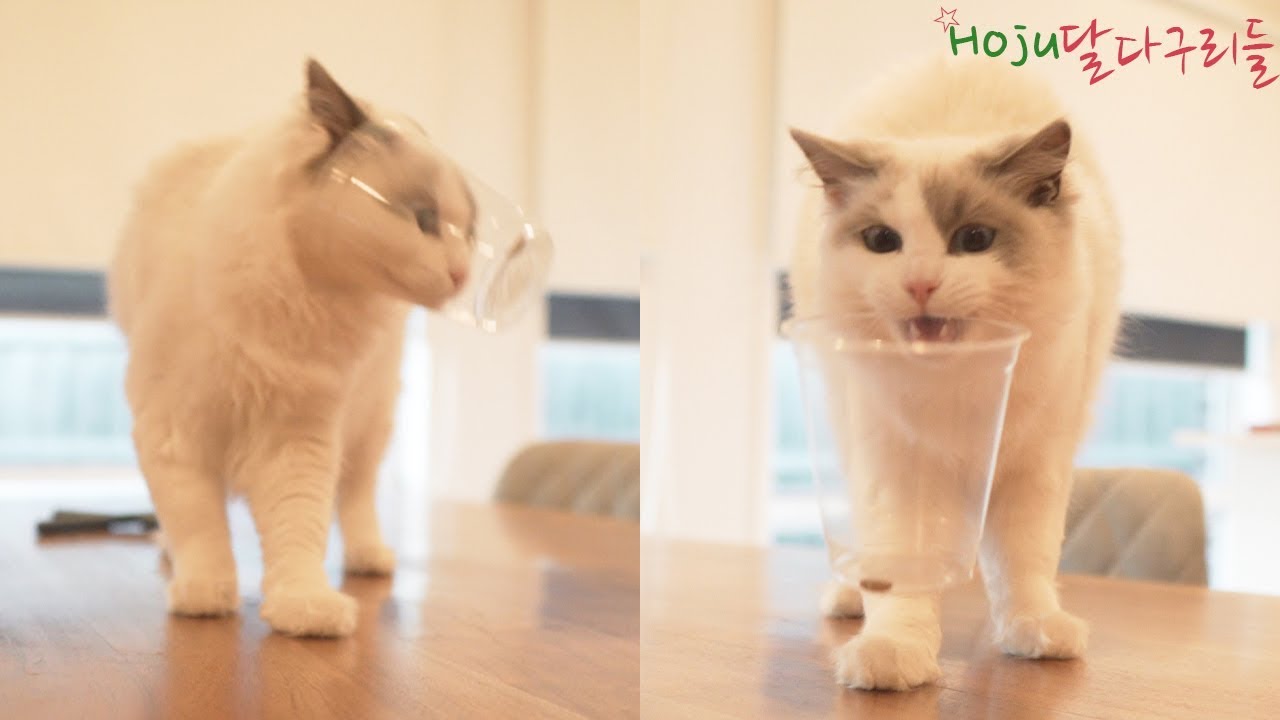 (ENG SUB)Cat Turns Treat Monster! Cat Treat Game!!