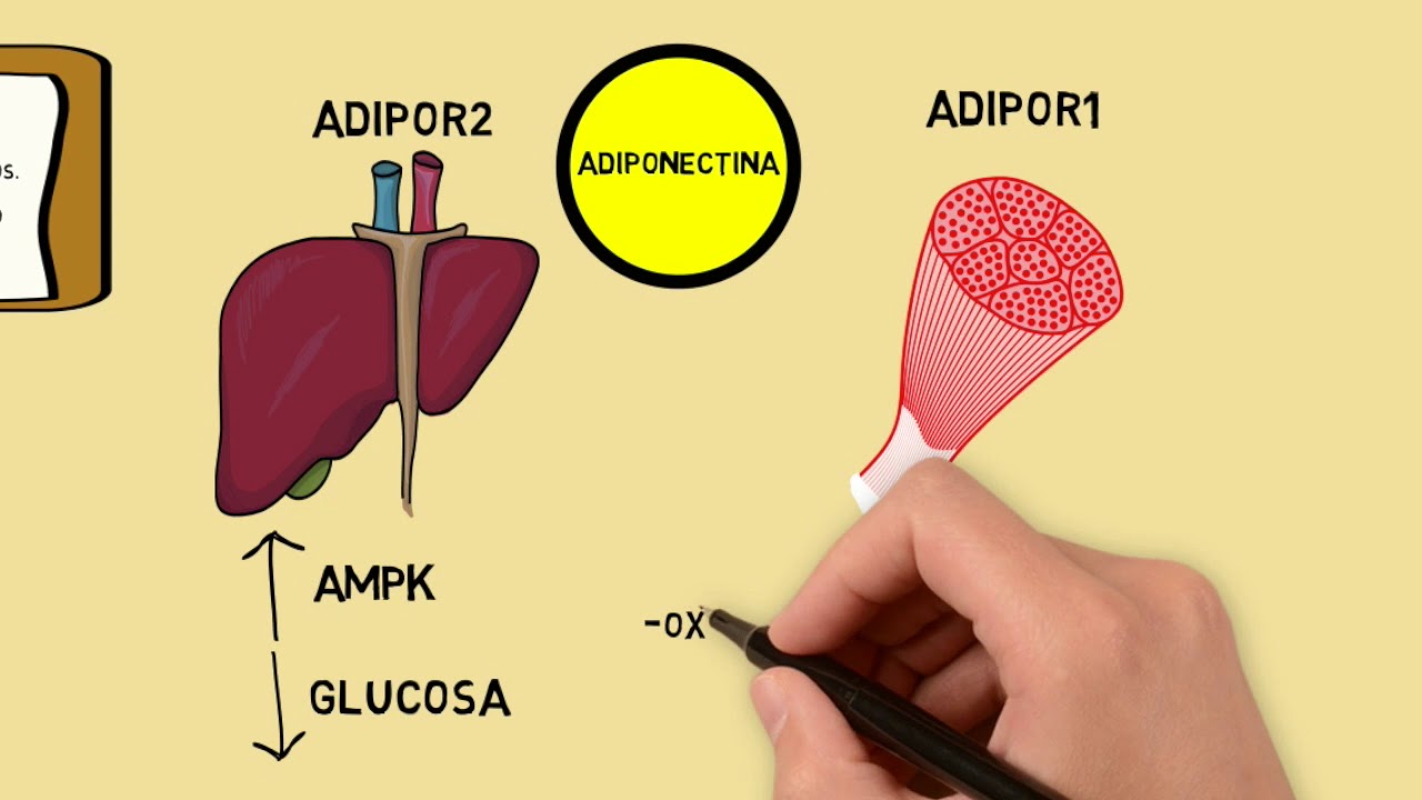 Tejido adiposo como órgano endocrino.