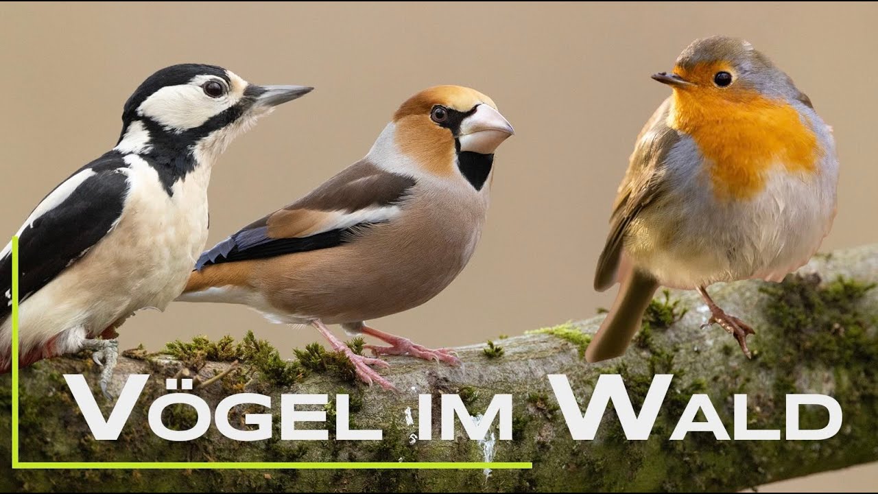 20 häufige Vögel im Wald
