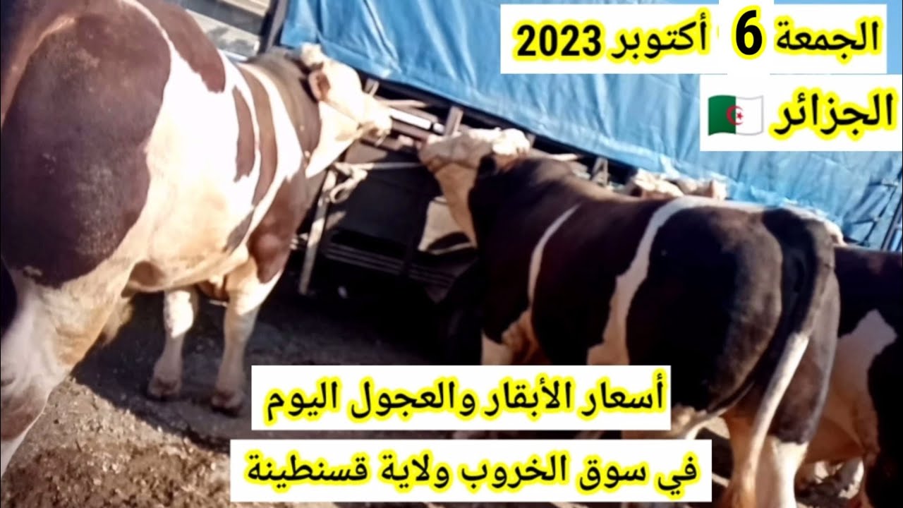 أسعار الأبقار والعجول اليوم في سوق الخروب ولاية قسنطينة الجزائر/الجمعة 6 أكثوبر 2023