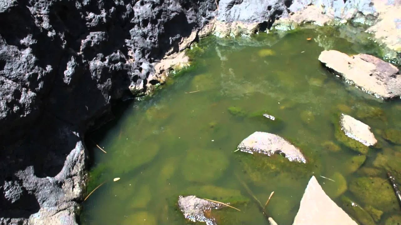 Na Pali Coast Polywogs