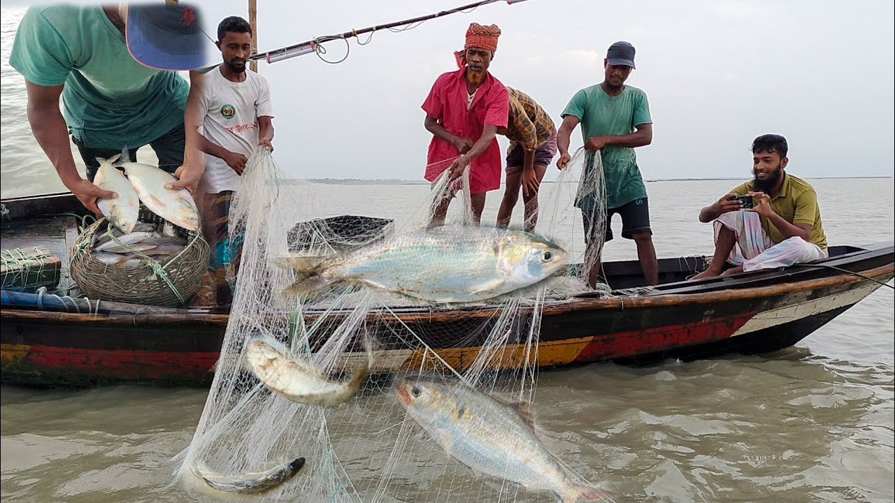 নদীতে বড় ইলিশ মাছ আর পানি সমান সমান|| hilsa Fish Catching 2023|| Bangladesh Big ilish Fish Hunting