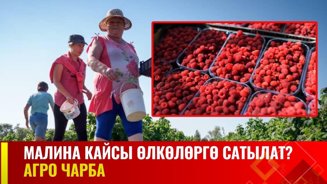 Малина кайсы өлкөлөргө сатылат? | АГРО ЧАРБА