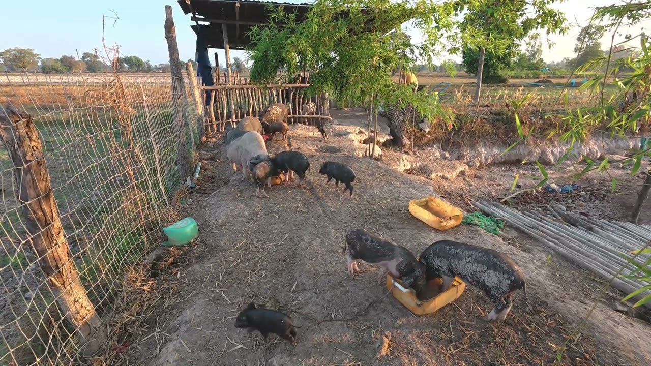 บรรยากาศช่วงเช้ามาให้อาหารน้องหมูป่าใช้สวน