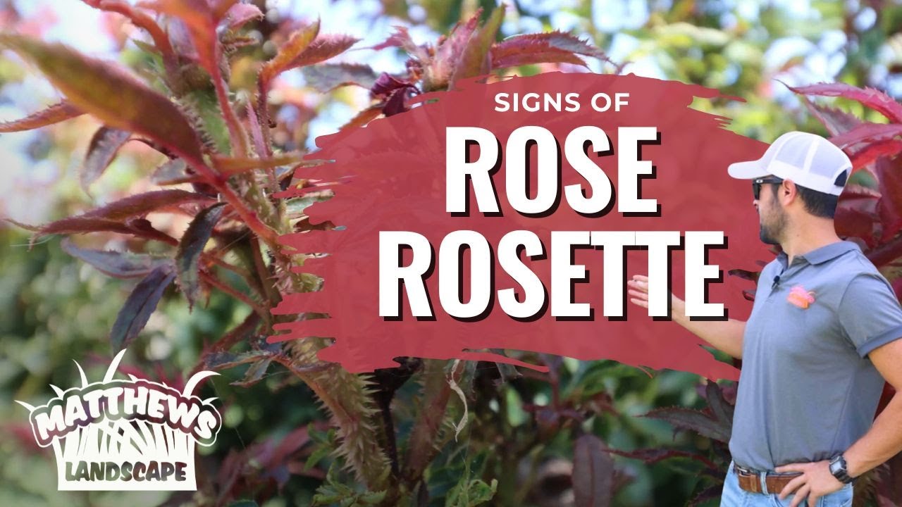 Signs of Rose Rosette Disease