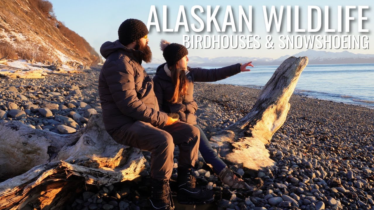 Alaskan Wildlife | Birdhouses & Snowshoeing