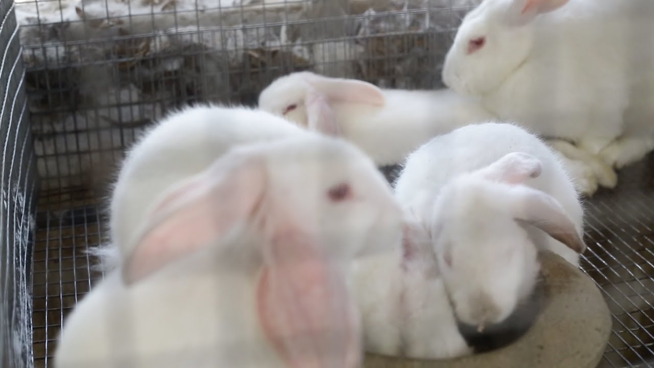 Farmer Brown Story 1 - Rabbit Farming