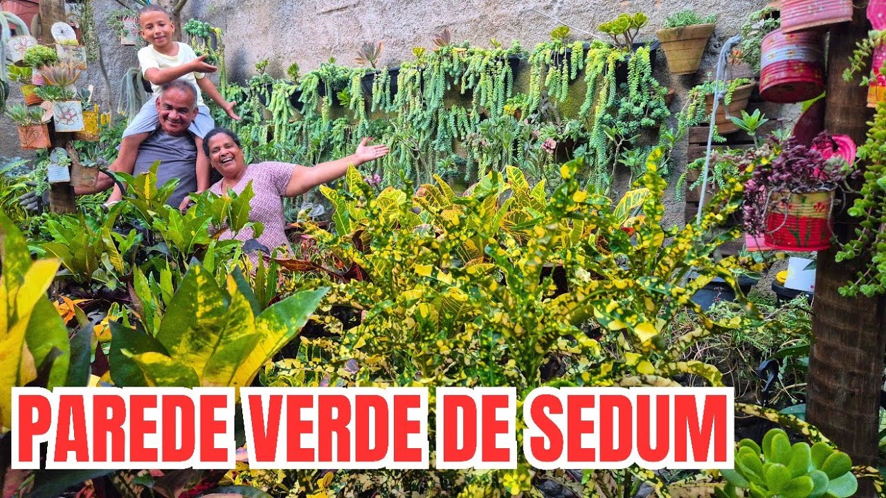 PAREDE VERDE DE SEDUM: COMO TER PLANTAS LINDAS NO SOL PLENO | SUCULENTAS | DICAS