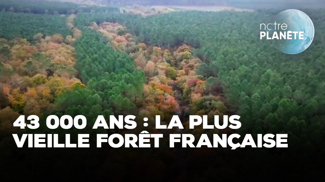 43 000 ans : la plus vieille forêt française ｜TF1 INFO