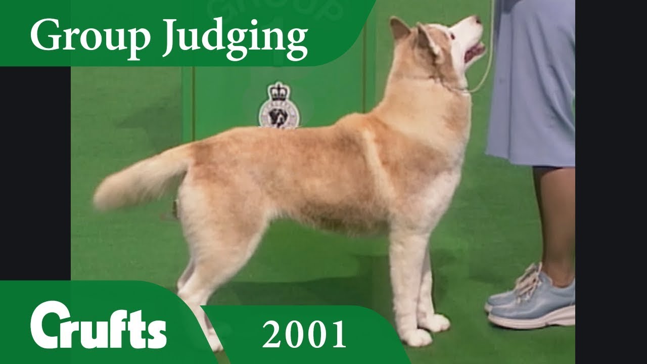 Siberian Husky wins Working Group Judging at Crufts 2001