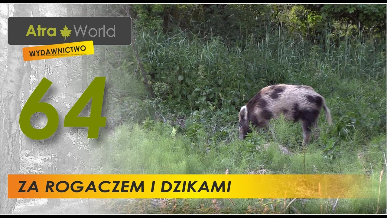 Polowanie na rogacza i kabana