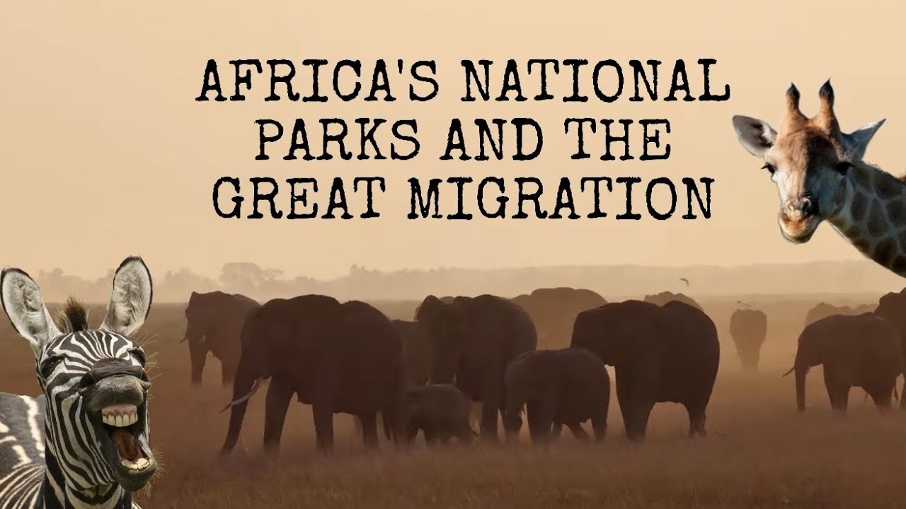 Witnessing the Great Migration And Getting Up Close With Lions, Cheetahs And More!