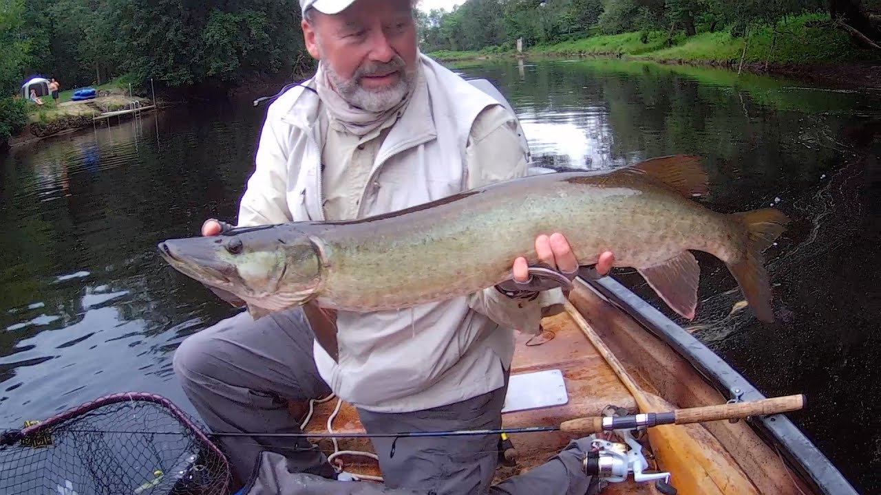 Massena NY Fishing Series #3 - Tributary Fishing for Muskies