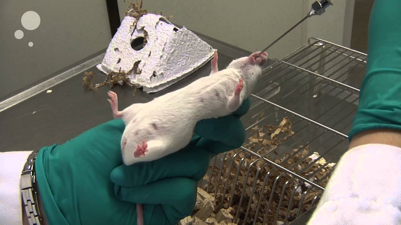 Oral Gavaging On Mouse