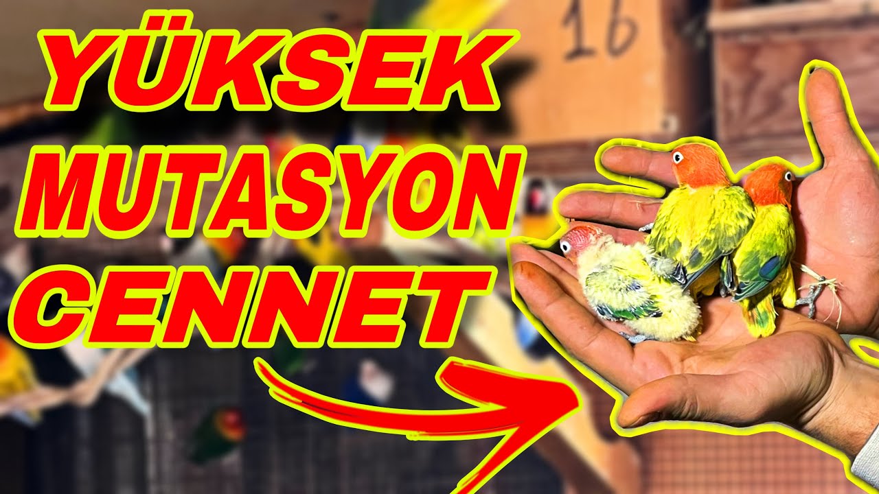 ÜST DÜZEY YÜKSEK MUTASYON CENNETLER - HURŞİT CAN KORKMAZ