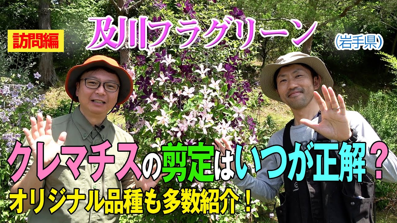 クレマチスの剪定はいつが正解？オリジナル品種も多数紹介！（及川フラグリーン）～ガーデンドクターTV47 RM