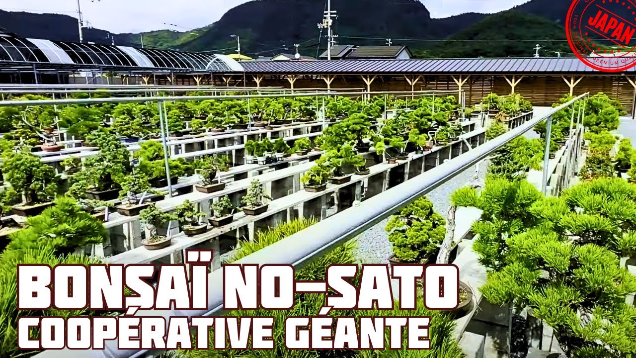 TAKAMATSU BONSAI NO-SATO 高松盆栽の郷 🌱 NEJIKAN BONSAI 🌱