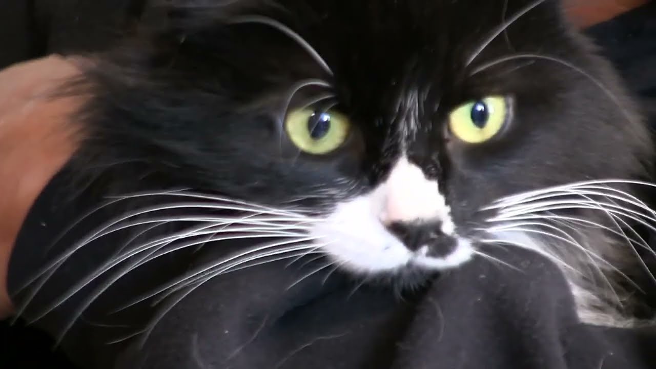 Furry Friends from the Animal Shelter - February 12, 2026
