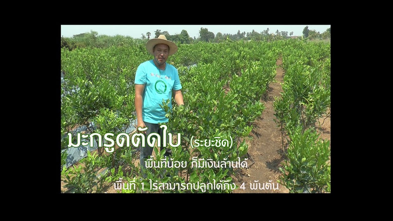 มะกรูดตัดใบระยะชิด พื้นที่น้อยก็มีเงินล้านได้