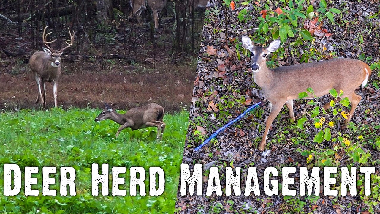 Deer Herd Management: Doe Harvest Objectives & Browse Impact (832)
