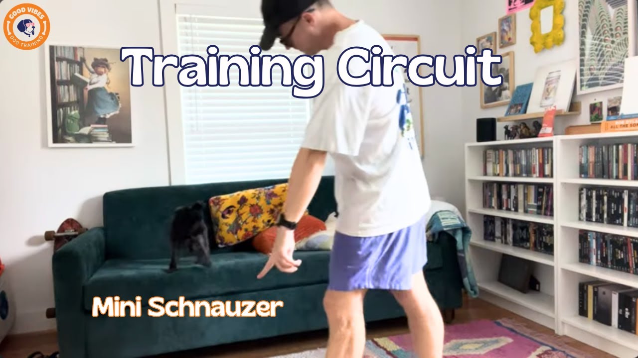 Training Circuit with Penny The Mini Schnauzer!