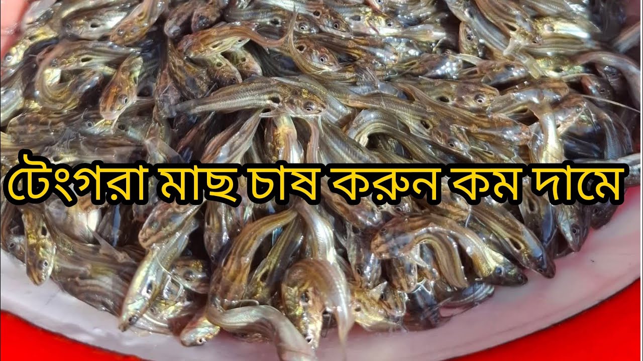 টেংগরা মাছ চাষ করুন এবং কিনুন ✆ মোবাইল 01771793800
