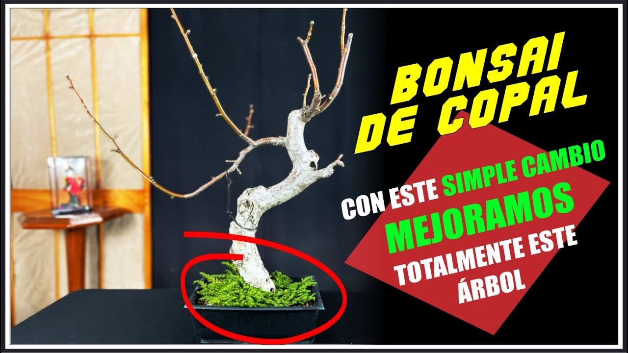 🌳 Creando un BONSAI DE COPAL (Bursera Graveolens) | Cambiando ÁNGULO y PODA