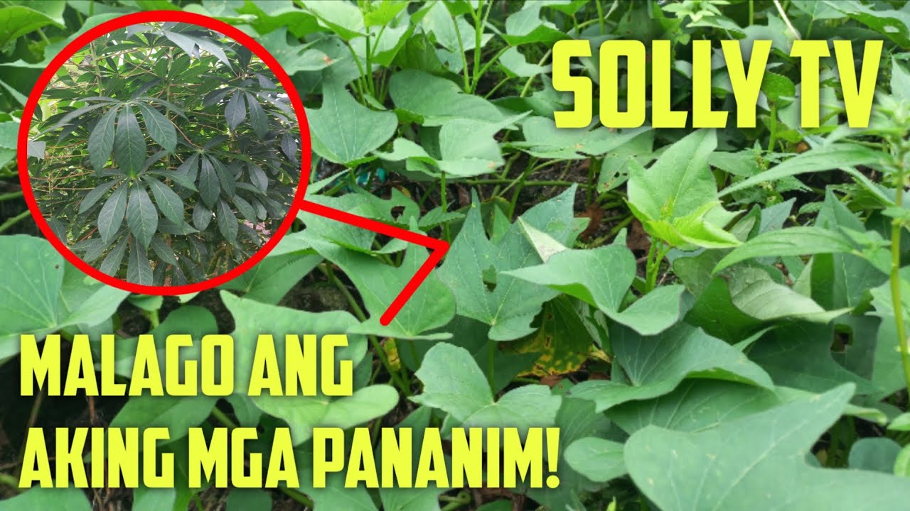 Ang Aking Mga Pananim | Solly TV VLOGS