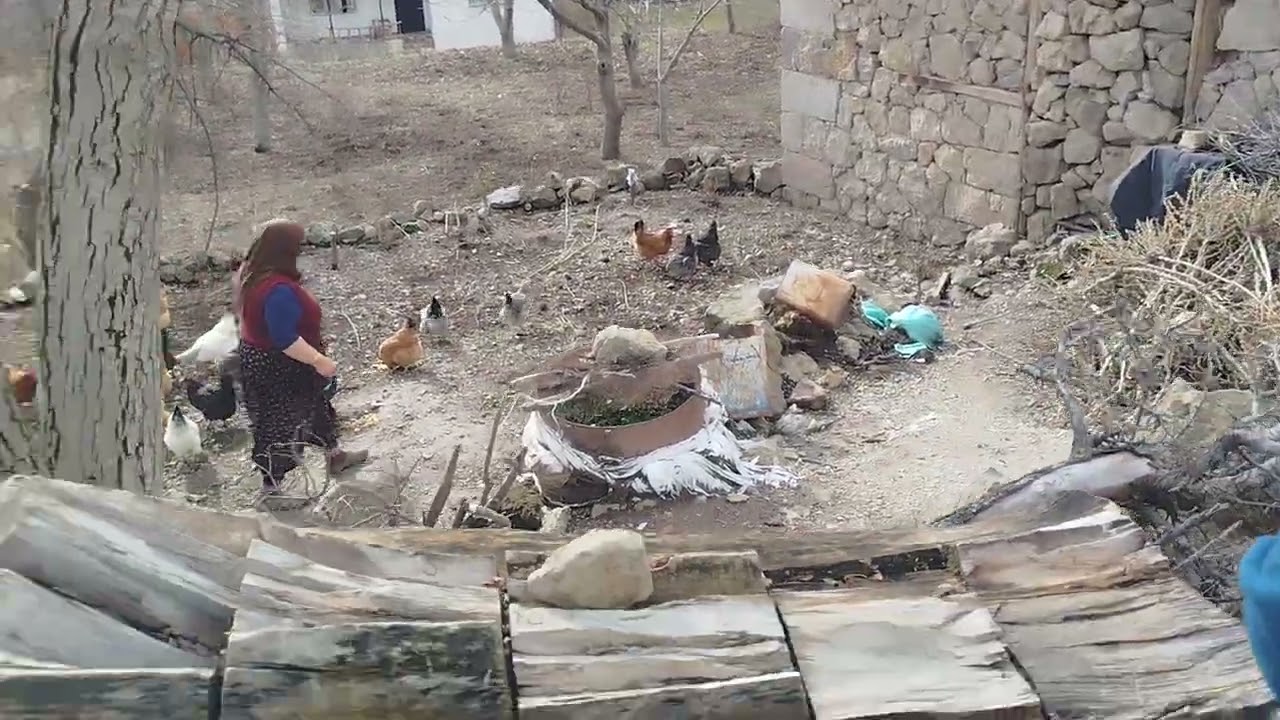 Tavukların yemek zamanı