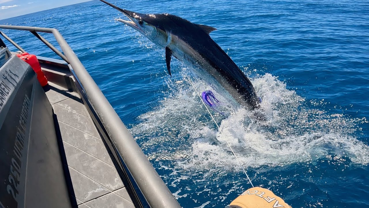 The Marlin Are Here - Westport NZ