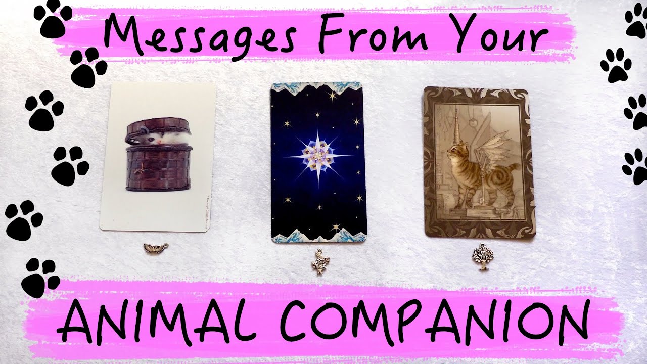 Messages From Your Animal Companion ~ Pick a card Animal Psychic Reading 🐈🐕🐇🐎🦜