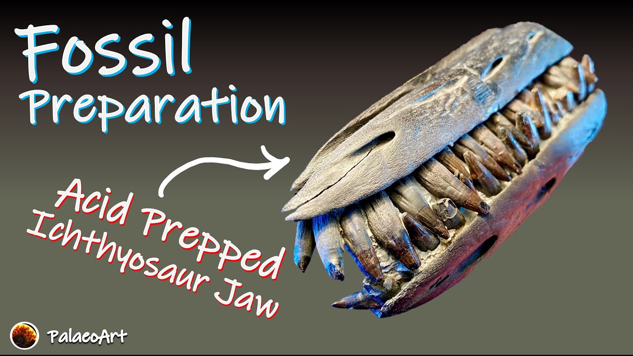 Fossil Preparation - Acetic acid fossil prep of a Jurassic Ichthyosaur jaw from Lyme Regis