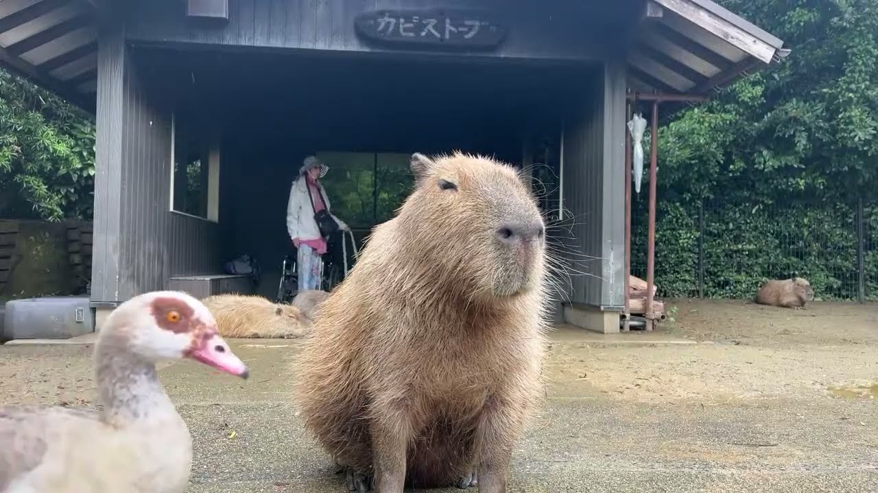 【LIVE】カピバラの旅立ち